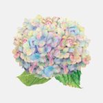 Hortensia - Individual